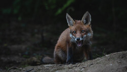 Red fox standing on sandy ground with dark foliage in soft-focus background.
