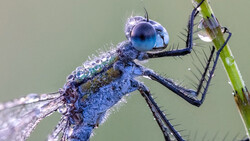 Blue dragonfly perched on a green stem with water droplets covering its body and wings.