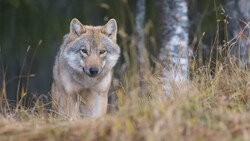 Gray wolf standing in tall grass and brush with evergreen forest in soft focus background.