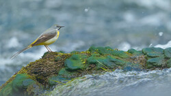 Small bird with gray-brown plumage and yellow underside perched on moss-covered rock beside water.