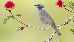 Gray bird perched on branch with red flowers against yellow-green background.