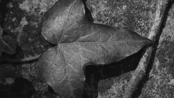 Close-up of a dried leaf resting on textured stone or concrete surface in black and white.