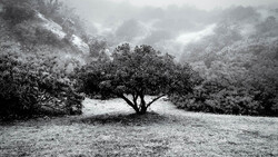 Solitary tree with spreading branches stands in a clearing surrounded by dense, misty forest.