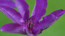 Purple clematis flower with six petals and prominent dark stamens against a bright green background.