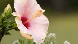 Pink hibiscus flower with deep red center and yellow stamen against soft green background.