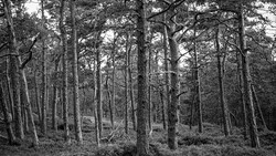 Dense forest of tall trees with bare trunks and leafy canopy in black and white.