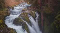 Cascading forest stream flowing over moss-covered rocks surrounded by tall evergreen trees.