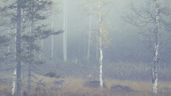Misty forest landscape with bare birch trees and evergreens fading into heavy fog.