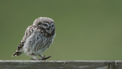Little owl perched on wooden rail against soft green background.