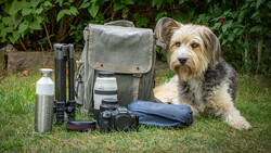 Terrier-mix dog sitting beside photography gear on grass, including camera body, lenses, bag, and water bottle.