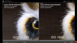 Close-up comparison of a bird's eye at ISO 12,800 and ISO 1600, showing noise reduction differences.