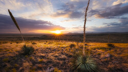Desert landscape at sunset with two tall yucca plants silhouetted against golden sky and distant mountains.