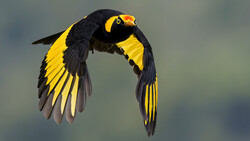 Black bird with bright yellow wing patches and orange facial markings in flight against a soft gray background.