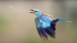 Iridescent blue kingfisher in flight with wings spread, pursuing a small white insect against a blurred natural background.