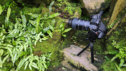 DSLR camera with telephoto lens mounted on tripod among moss-covered rocks and green foliage.