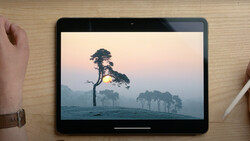 Solitary tall pine tree silhouetted against misty landscape at golden hour.