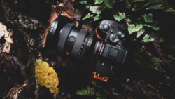 Professional camera with attached lens resting on forest floor surrounded by fallen leaves and green foliage.