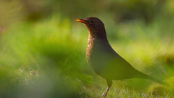 Brown bird with speckled plumage standing in grass with soft green background.