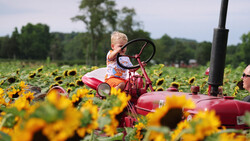 Toddler on red tricycle in sunflower field with trees in background.