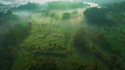 Aerial view of misty rice paddies with scattered palm trees and a small structure in a valley surrounded by forested hills.