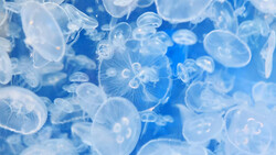 Translucent jellyfish swimming in blue ocean water, their bell-shaped bodies and trailing tentacles illuminated by natural light.