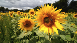 Vibrant sunflowers with rich brown centers fill a field under stormy skies.