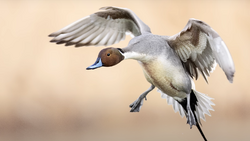 Northern pintail duck in flight with wings spread against a soft, blurred background.