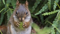 Eastern fox squirrel holding green plant material in its paws, surrounded by fern fronds.