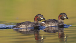 Two grebes swimming side by side in calm water with reflections visible below.