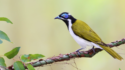 Blue-headed bird with white breast and olive-yellow back perched on a thorny branch with green foliage.