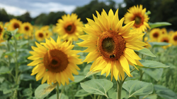 Bright yellow sunflowers with dark brown centers in a field on a partly cloudy day.