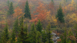 Misty autumn forest with evergreen conifers rising above deciduous trees in golden and rust tones.