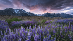 Purple lupine flowers blanket a desert valley beneath dramatic storm clouds and snow-capped mountains.