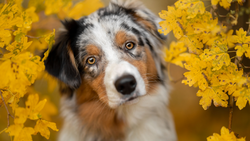Tricolor dog with distinctive markings surrounded by bright yellow flowering branches, looking directly at camera.