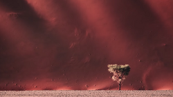 Solitary tree silhouetted against a massive dust storm under crimson sky.