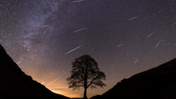 Silhouetted tree centered against a starry night sky with the Milky Way and visible meteor streaks.