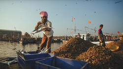 Fisherman sorting dried catch in blue crate at bustling harbor dock with moored boats and flags.