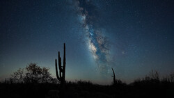 Saguaro cactus silhouetted against the Milky Way stretching across a starry night sky.