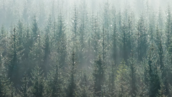 Dense coniferous forest shrouded in heavy mist and fog, creating layered silhouettes of evergreen trees.