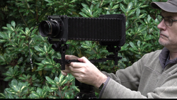 Photographer holding a large format camera on a tripod while composing a shot against green foliage.