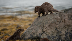 Three otters on rocky shore with shallow water and seaweed in background.