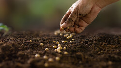 Hand dropping seeds into dark soil during planting.