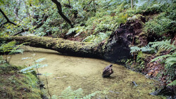 Person wading in a shallow, murky stream surrounded by dense forest vegetation and moss-covered logs.