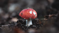 Young red mushroom with white spots emerging from dark forest floor debris.