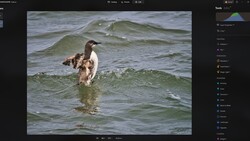 Duck emerging from water with wings partially spread, surrounded by green-tinted waves.