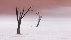 Two dead, leafless trees standing in a vast white salt pan beneath a dusty pink sky.