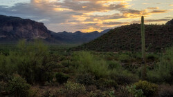 Saguaro cactus standing in desert scrubland at sunset with mountains in the distance.