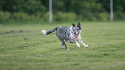 Spotted dog running across grassy field with white-tipped tail raised.