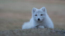 White Arctic fox lying on sandy ground, looking directly at camera with dark eyes and alert expression.