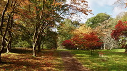 Tree-lined park pathway in autumn with golden and red foliage overhead and fallen leaves on the ground.